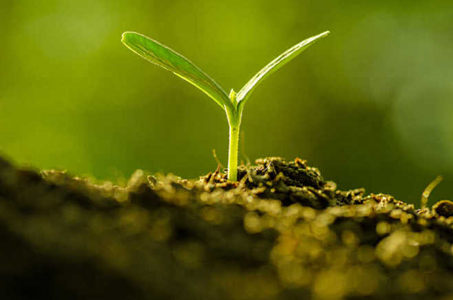 土壤中发芽的植物-macw图库素材