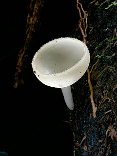 ice6667采集到蘑菇