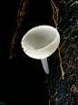 白色是Sarcoscyphaceae杯真菌的属，其中的成员可能会在世界热带和亚热带地区发现。可能是被倒下的树枝、树干、有时是水果上发现的被子植物。