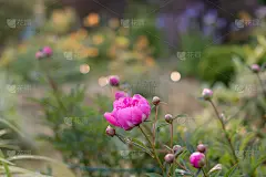 花园里盛开着娇嫩的粉红色牡丹。粉红色的牡丹花，牡丹。牡丹在中国，是中国文化的象征。它是中国的国花。葱