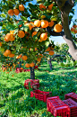 橙色的收获季节