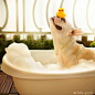 PetsLady's Pick: Cute Rubber Duckie Dog Of The Day ... see more at PetsLady.com ... The FUN site for Animal Lovers: 