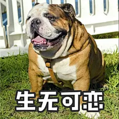 大家常常听说“恶犬出没”，听着神勇无比凶猛异常！实际上，作为恶犬原型的斗牛犬不仅膀阔腰圆呆萌爆表，还实力挤进了表情包阵容近期更是跨界时尚圈，携手另一网红汪成功搞事 戳链接揭晓搞事内幕：O网页链接可能还会一不小心被千元礼包砸中 ​​​​