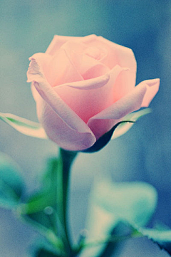 莫邪Moye采集到玫瑰虽美，爱情更艳。