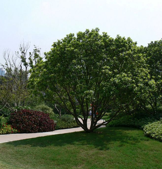 杨梅4