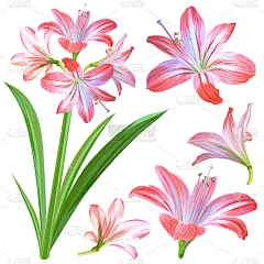 Realistic pink flowers - Hippeastrum or Amaryllis 