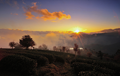 Xiannet采集到无量山上冬樱开 深山茶