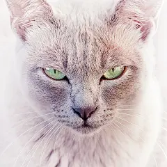 42 Cat Portrait