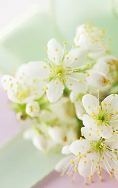 清新小花自然手机壁纸 第5页-ZOL手机壁纸