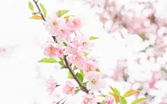 武汉大学唯美樱花桌面壁纸