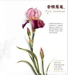 香根鸢尾 彩铅 单只