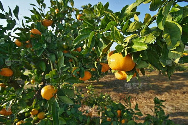 温州蜜柑,伊豆半岛,静冈县,水平画幅,橙色,水果,秋天,无人,日本,户外