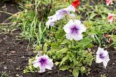 阳光明媚的日子里，花园里长着白色美丽的牵牛花