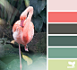flamingo palette
