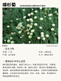 本期更新： #白美人狼尾#醉蝶花#绵杉菊#金光菊#地被植物