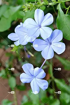 花朵 花 蓝花 植物 斯里兰卡 马沃内勒 锡兰 花壁纸 自然