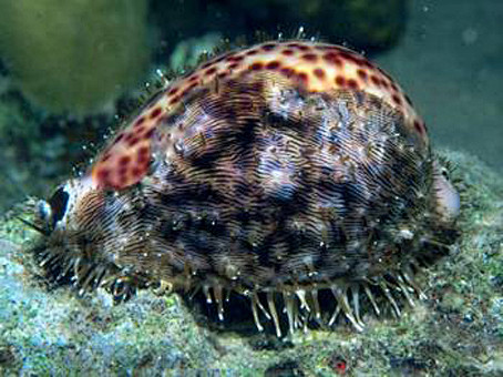 虎斑宝贝无脊椎动物国家二级保护动物