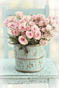 Pretty pink roses in shabby chic container.