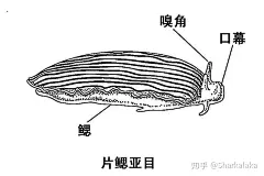 海牛、海兔、海蛞蝓，你叫对了吗？ - 知乎