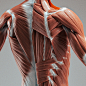 Female Anatomy - Musculoskeletal Sculpt - WIP1