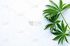 绿叶的枝干在白色的背景上。平躺，俯视图。文本空间
