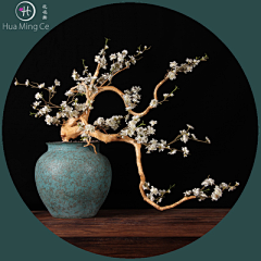 SaiWong采集到木本植物&盆栽