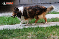 小花xiaohua采集到牧羊犬