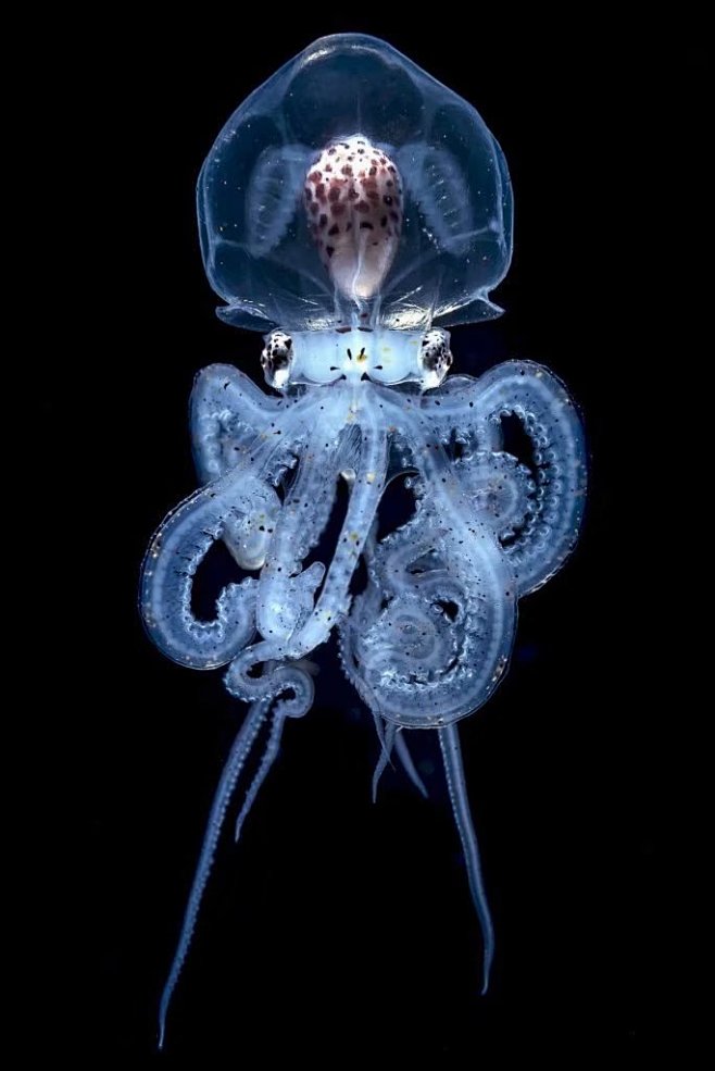 器官清晰可见67676767500pxcomhmap666玻璃章鱼玻璃章鱼图片