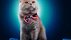 高清小萌猫桌面壁纸  #优质# #动物# #高清#