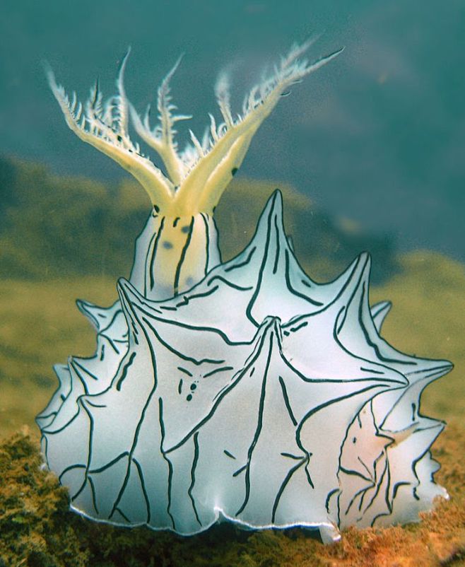 nudibranch ;) | Crit...