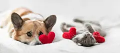 点击来源直接获取大图文件 |funny friends cute cat and corgi dog are lying on a white bed together surrounded by knitted red hearts