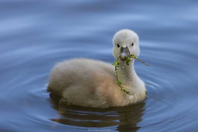 A Little Swan by Tom...