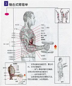 手臂肌肉锻炼 - 必应 Bing 图片