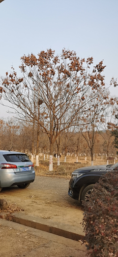 maryzhao采集到植物—点景树及树池