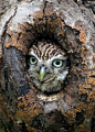 全部尺寸 | Little Owl | Flickr - 相片分享！