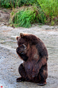 俄罗斯堪察加半岛，一只害羞的小熊被游客拍了一整天之后终于受不了了，闭上眼睛用手捂住脸躲避镜头。这可爱的一幕被几米之外蹲点观察它一整天的莫斯科摄影师 Yury Sorokin 拍了下来。