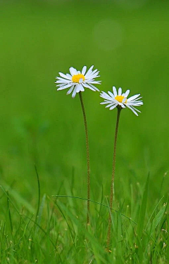 清新=淡雅采集到花朵