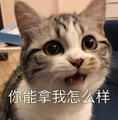 猫生气表情包的搜索结果_百度图片搜索