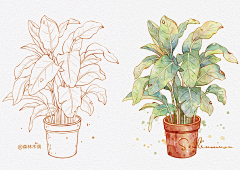 弩年采集到植物插画