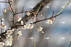 梅花 花壁纸 白色的花 春天的花朵 春天 李子树 花朵 美丽的花朵