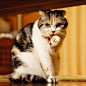 sasaq:

.@takegaeru | ぺろんちょ #cat #scottishfold #猫 #スコティッシュフォールド #三毛スコ友の会 | Webstagram