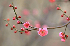 Cken____采集到花卉