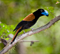 盔鵙 雀形目 钩嘴鵙科
Helmet Vanga (Euryceros prevostii) is a distinctive-looking bird of the vanga family, Vangidae, and is classified in its own genus, Euryceros. It is mainly blue-black, with rufous wings and a huge arched blue bill. It is restricted to lowland 