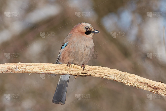 在早春的森林公园里，欧亚松鸦(Garrulus glandarius)坐在一根干燥的橡树树枝上。