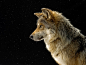 Mexican Gray Wolf