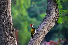 啄木鸟,美,洞,水平画幅,鸟类,木材,性格,动物身体部位,野外动物,树林