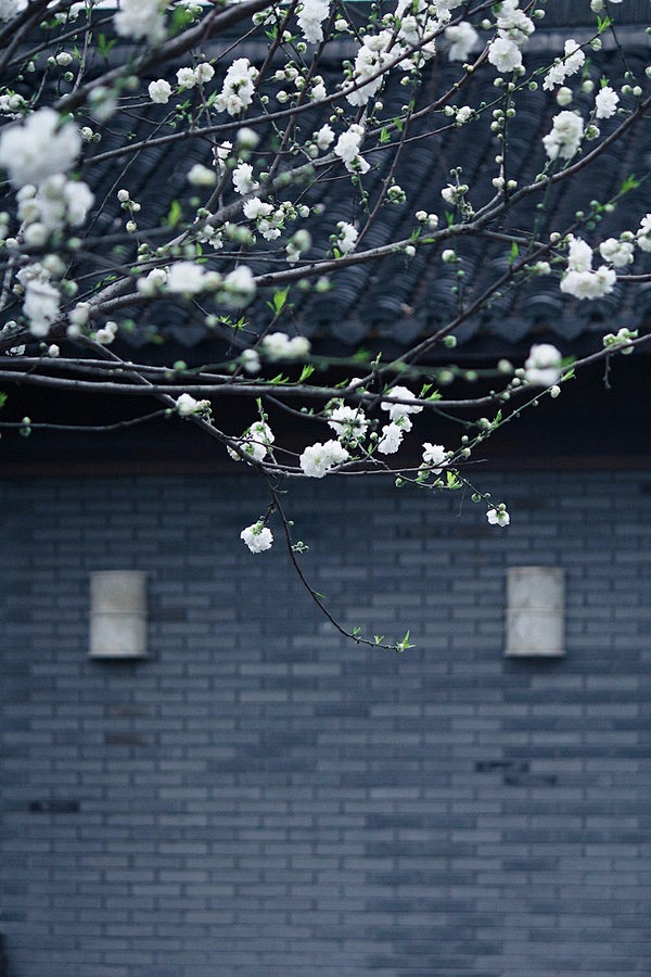 【美丽的中国】芳辰