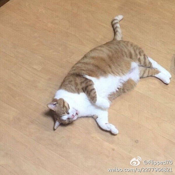 十个橘猫九个胖