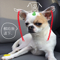 Fannie_y采集到萌宠
