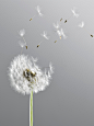 环境,自然,影棚拍摄,花,未经垦殖的土地_478168811_Close up of dandelion plant blowing in wind_创意图片_Getty Images China